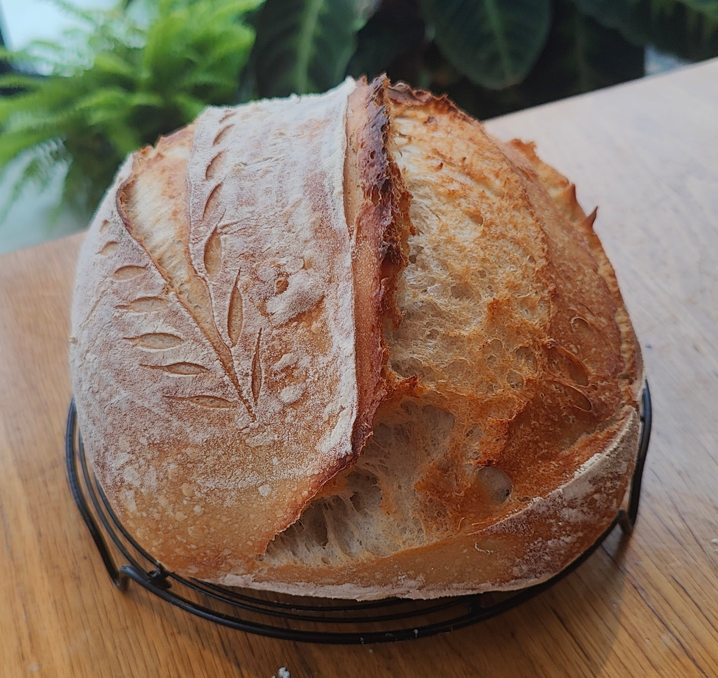 Classic White Sourdough